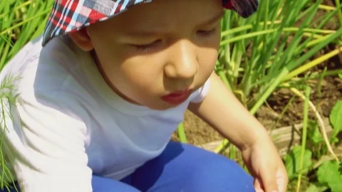 Child is picking strawberries Stock Footage 78026106