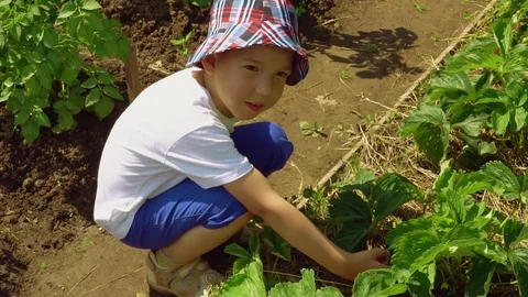 Child is picking strawberries Stock Footage 78026643