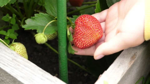Child picking strawberries Stock Footage 202143807