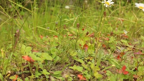 Child picking wild strawberries in the forest Видео 79726802