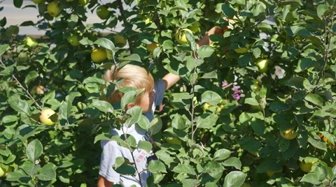 The child picks an Apple and eats Vídeo Stock 66887684