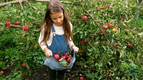 The child picks apples in the garden. Selective focus. Stock Footage 219207852