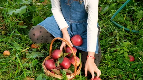 The child picks apples in the garden. Selective focus. Stock Footage 220540584