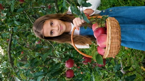 The child picks apples in the garden. Selective focus. Stock Footage 227165552