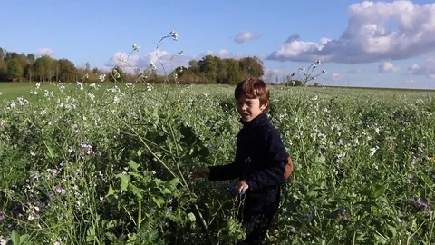 Child picks flowers in a field Stock Footage 83357488