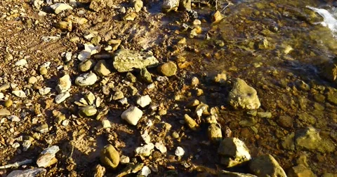 Child places a Spiny Softshell Turtle(Apalone spinifera) onto the shore Stock Footage 240399167