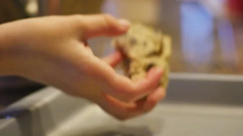 Child Placing Cookie Dough on Pan Making Chocolate Chip Cookies, 4K Video stock 57297728