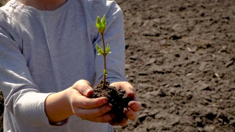 The child plants a tree in the ground. Selective focus. Stock Footage 152556646