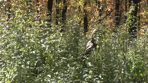 Child playing in the autumn forest Stock Footage 959204