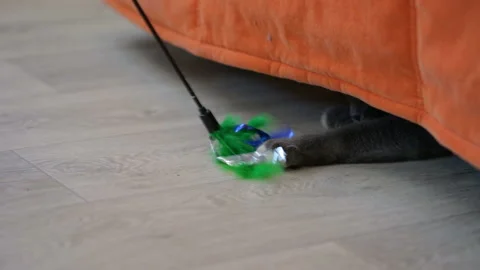 Child playing with cat Stock Footage 88908161