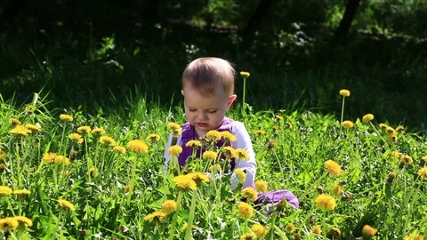 A child playing with dandelions Stock Footage 80048017