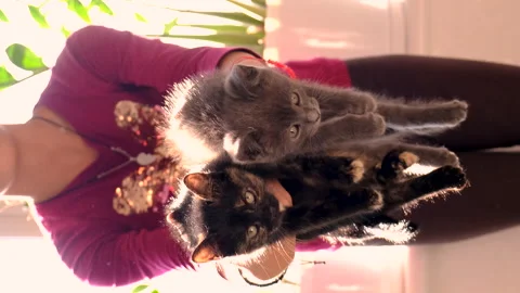 Child playing with kittens. Selective focus. Stock Footage 295028071