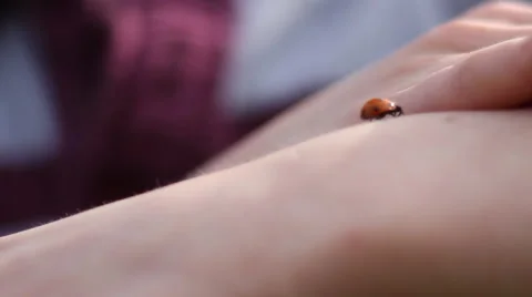 Child playing with Ladybird Stock Footage 46723462