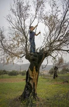 Child playing on an olive tree Stock Photos
