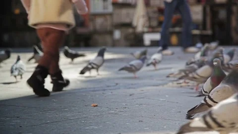 A child playing with pigeons Stock-Footage 69905080