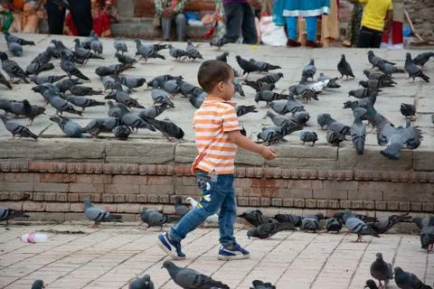 Child Playing With Pigeons Stock Photos