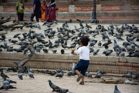 Child Playing With Pigeons Stock Photos