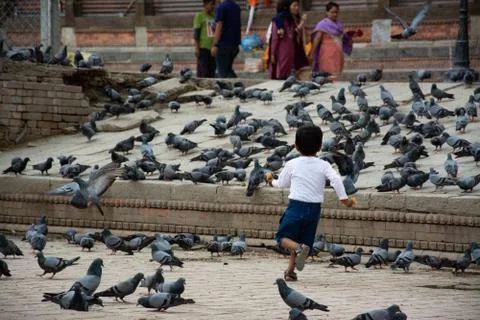 Child Playing With Pigeons Stock Photos