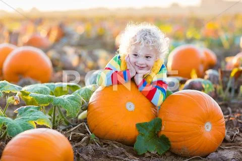 Child playing on pumpkin patch Stock Photos
