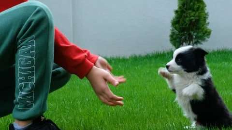 Child playing with puppy 動画素材 272476954