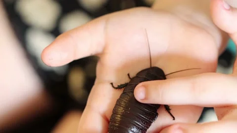 Child Playing with Roach 動画素材 151421699