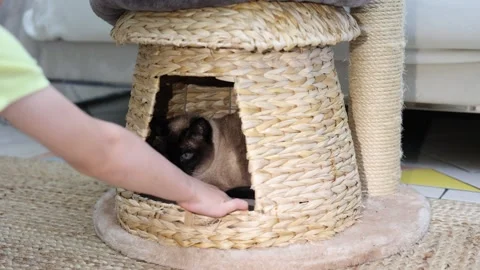 Child playing with siamese cat in wicker house Stock Footage 278292537