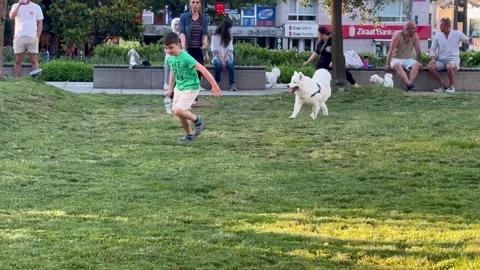 Child playing with a white dog 스톡 동영상 276742302