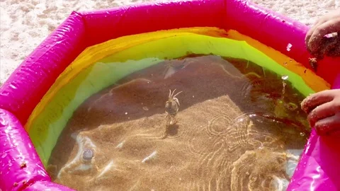 A child plays with a crab that floats in an inflatable pool with water Stock Footage 80355967