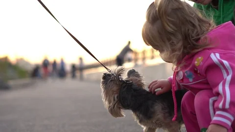 A child plays with a dog Stock Footage 95387047