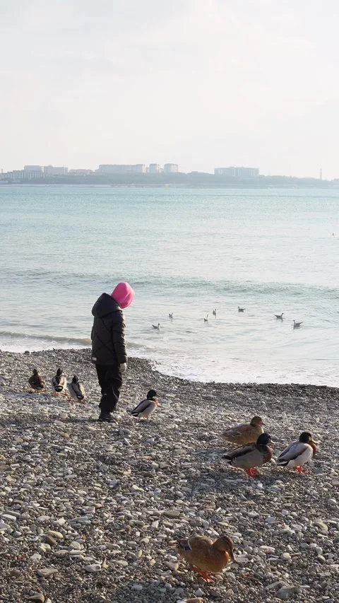A child plays with ducks on the shore Stock Footage 305307813