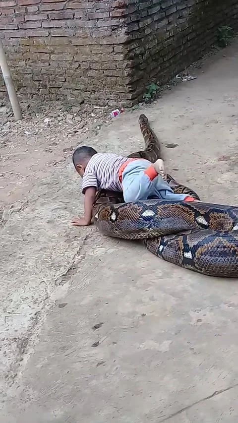 Child Plays with Patient Python, East Java Province, Indonesia - 31 Aug 2018 Stockbeeldmateriaal 205242724
