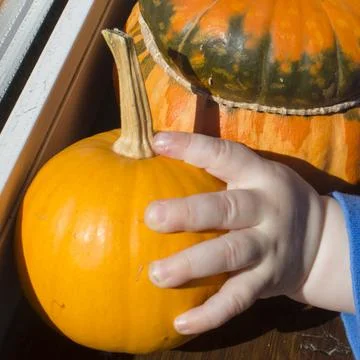 A child plays with a pumpkin on the sill Stock Photos