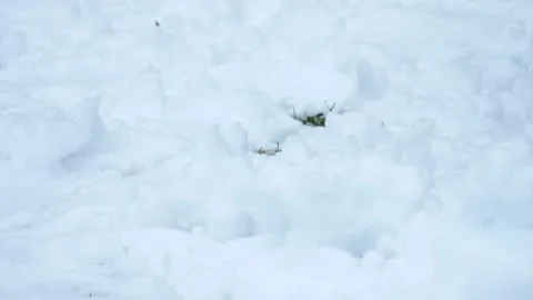 A child plays with snow. Stock Footage 221338922