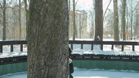 Child plays in the winter Park 스톡 동영상 88155459