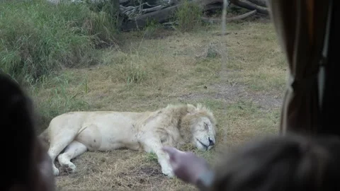 Child points at sleeping lion while capturing photo through vehicle window Stock-Footage 328917194