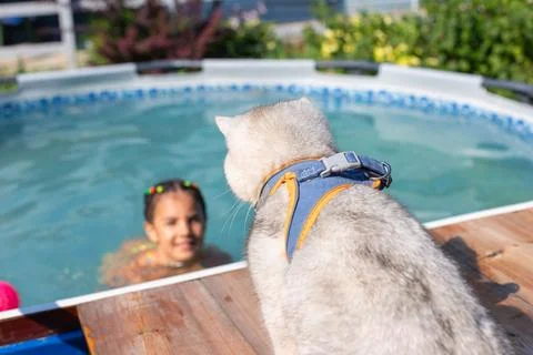 Child in pool playing with cat on deck in sunny backyard Stock Photos