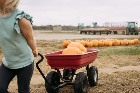Child pulling pumpkins in red wagon at pumpkin patch Fotos de archivo