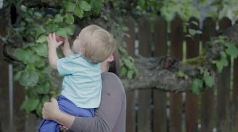Child pulls an apple off a tree with mom Stock Footage 59120507