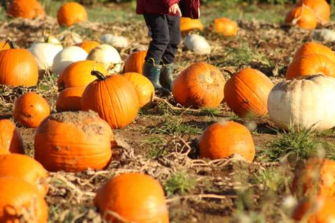 Child in a pumpkin field Stock Photos