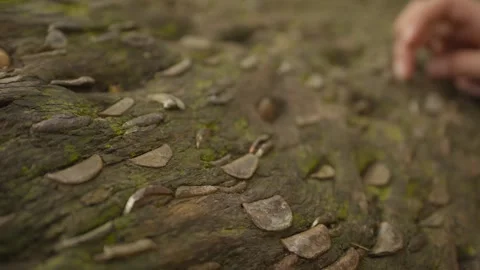 Child pushing coins into eucalyptus tree trunk 스톡 동영상 310190866