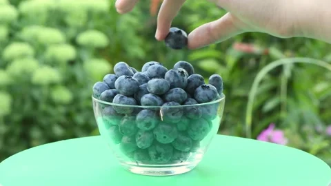 A child puts blueberries one by one into a glass bowl. Stock Footage 168580897