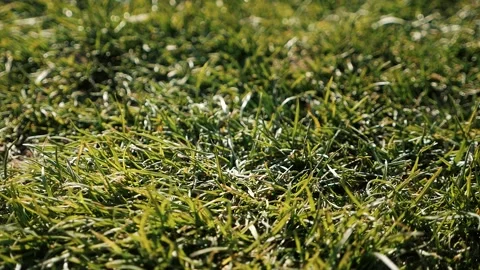 Child puts a golf ball on the grass Stock Footage 135584144