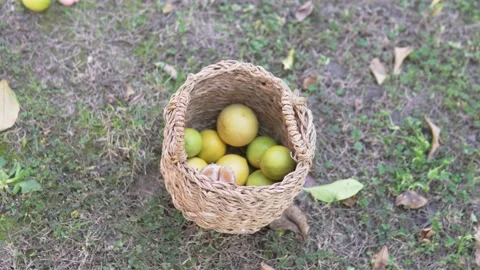 The child puts the limes that have fallen on the ground in a basket. Stock Footage 221045244
