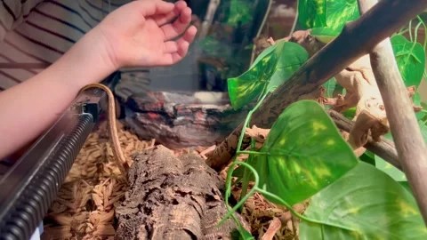 Child Putting Pet Snake Back Into Terrarium Enclosure Stock Footage 347300201