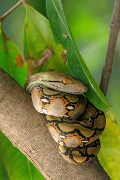 The child python curled on the branch of the mango tree. the background is... Foto stock