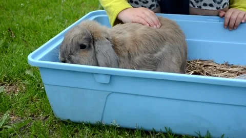 Child with rabbit in summer time Stock Footage 157080613