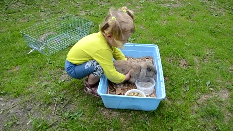 Child with rabbit in summer time Stock Footage 157081287