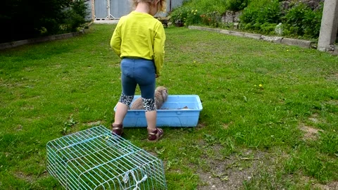 Child with rabbit in summer time Stock Footage 157082311