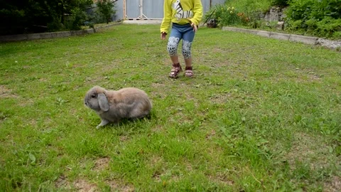 Child with rabbit in summer time Stock Footage 157082597