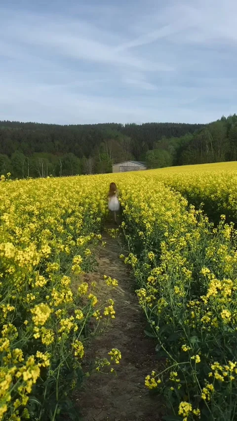 Child in Rapeseed Field, Germany Stock Footage 310872816